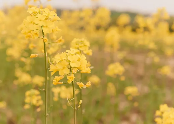 Bed and Breakfast Klinec Plesivo Art Dobrovo