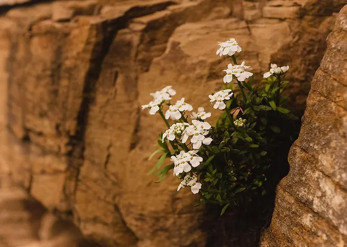 Klinec Plesivo Art Dobrovo